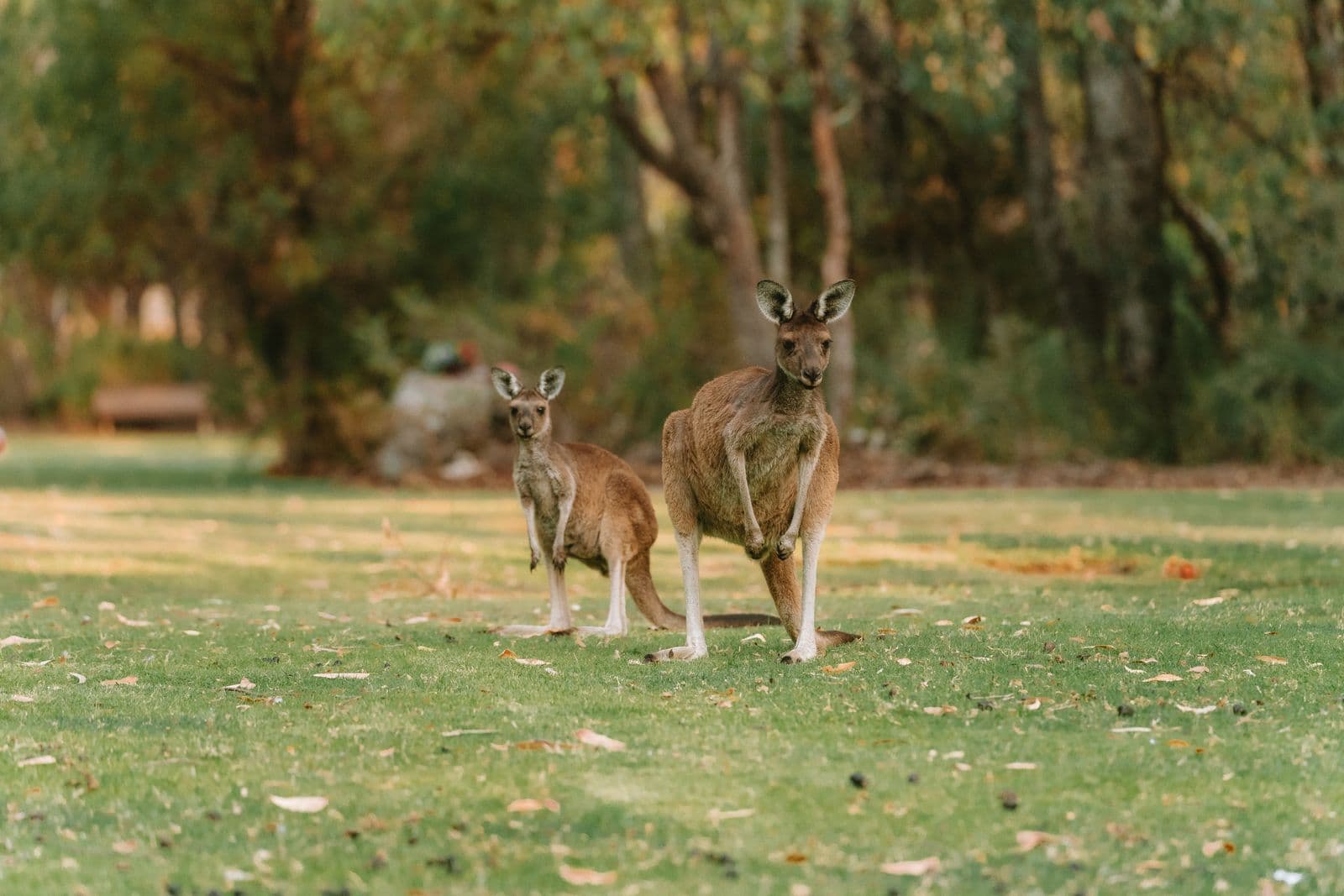 Two kangaroos standing in grassland near a tree
