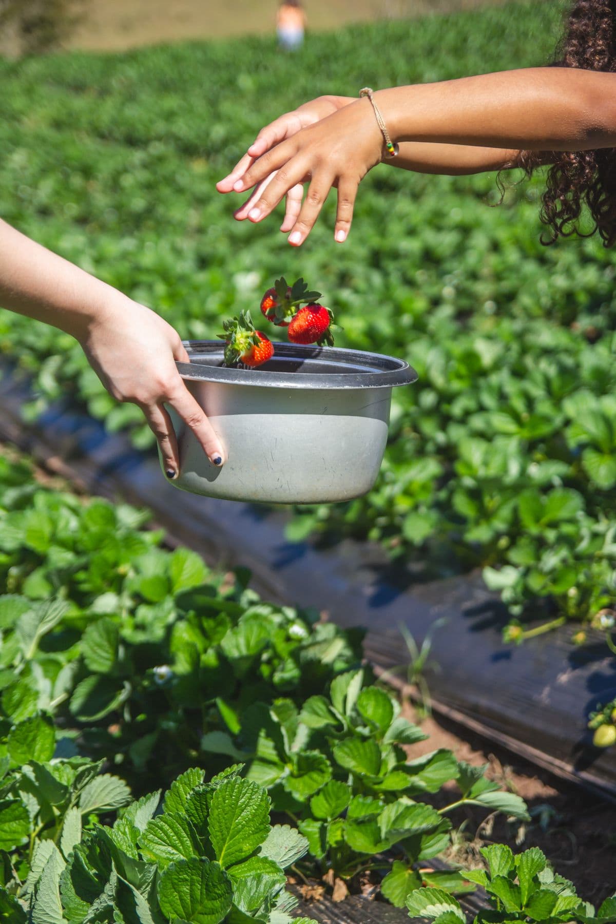 Hands picking ripe strawberries in a sunny field